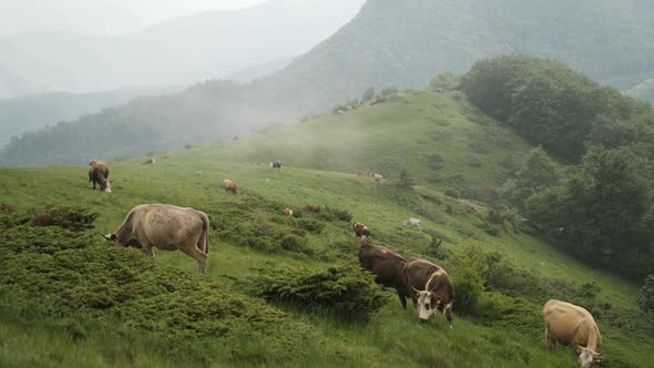 Herd of Free Range Cattle Grazing on A Mountain Meadow Under the Fog