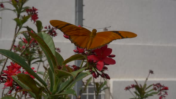 Beautiful orange butterfly flaps wings on red flower