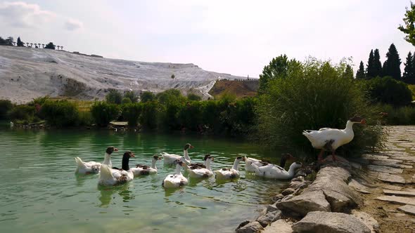 Ducks and Geeses swimming in the lake in Pamukkale. Öland geese and ducks swimming in Pamukkale pond