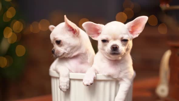 Chihuahua Puppies in a Bowl Against the Background of a Christmas Tree