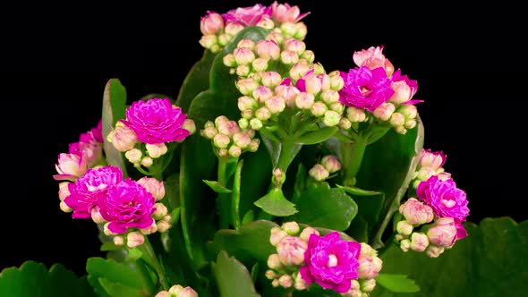 Time Lapse of Opening Pink Kalanchoe Flower