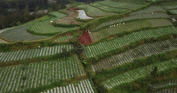 Drone shot of a farmer working on the terraced vegetable plantation on the slope of mountain. it loc