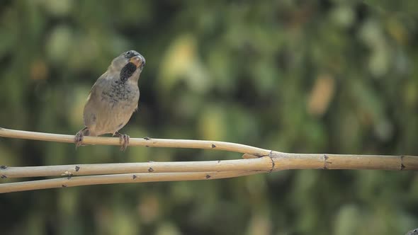 Black-throated Sparrow Lands on a Tree Branch in Slow Motion