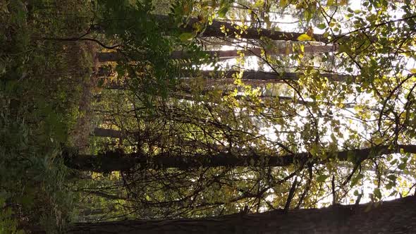 Vertical Video of the Forest on an Autumn Day Slow Motion