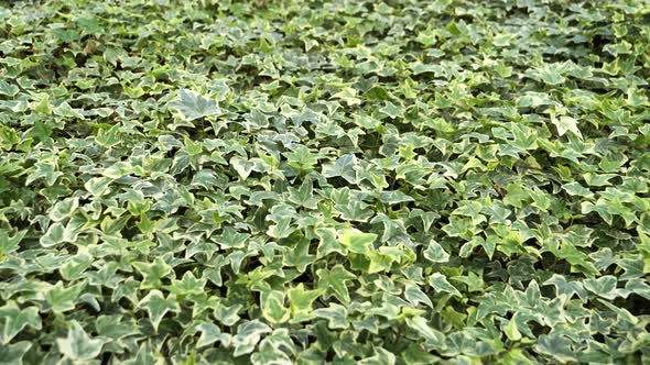 Common ivy leaves ,Hedera helix