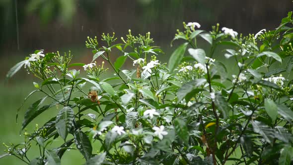 Heavy Rain On Flower alt