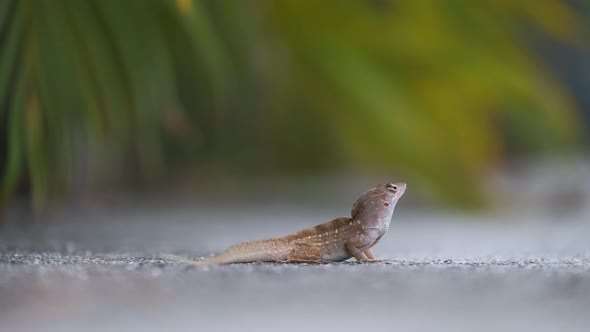 Macro Closeup of Blown Alone Lizard Warming on Summer Sun