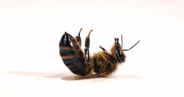 European Honey Bee, apis mellifera, Black Bee Agonizing on White Background,, Normandy, Real Time 4K