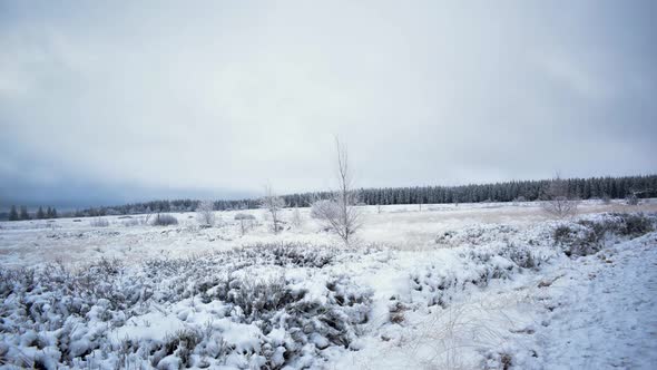 Frozen trees scattered across the snow marshland with fast low altitudeing clouds passing overhead