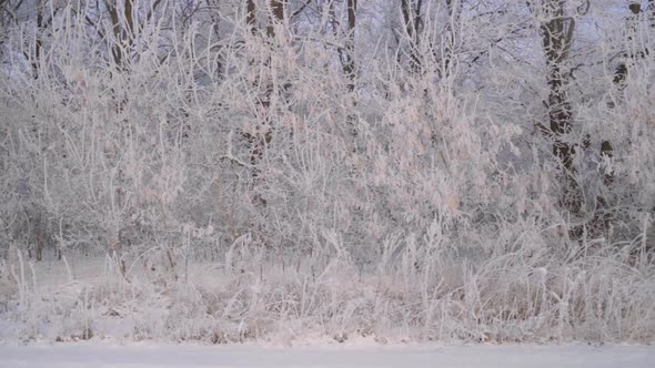 Walk Through the Winter Forest with Snowcovered Trees on a Beautiful Frosty Morning