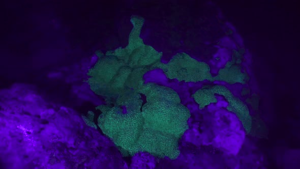 Coral Reef Ultraviolet Light