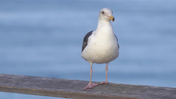 A white seagull rests near the Pacific Ocean