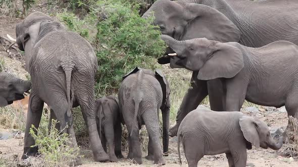 dinner time for elephant family