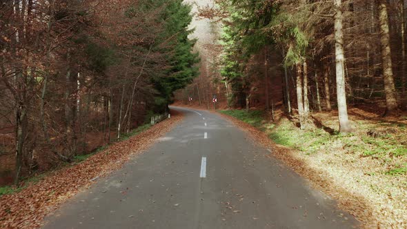 Empty asphalt road through the autumn mixed forest - aerial forward motion