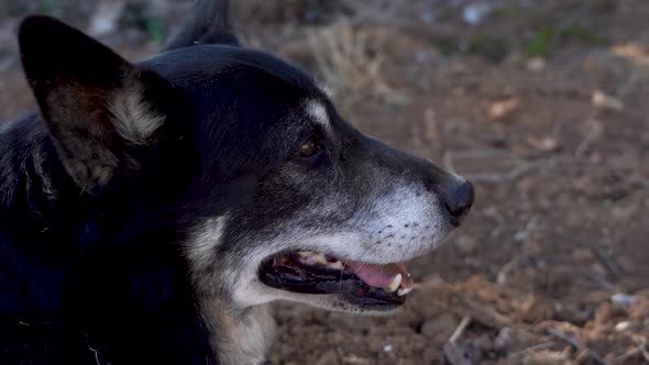 Spanish Shepard Dog in slow motion