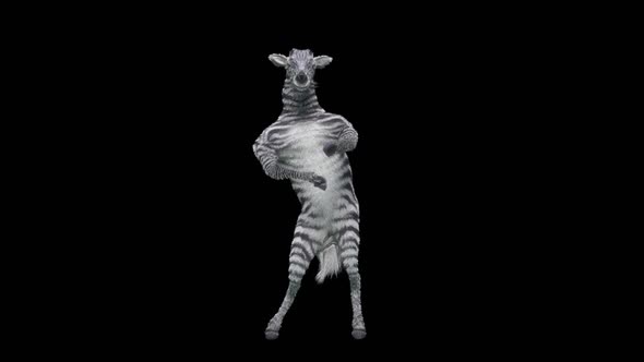 29 Zebra Dancing HD