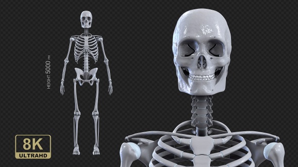 Skeleton Rotate