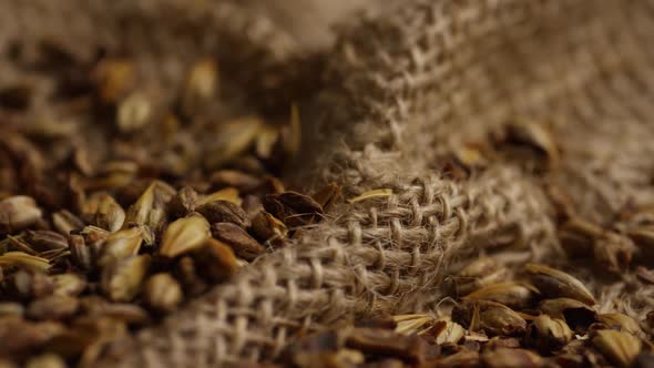 Rotating shot of barley and other beer brewing ingredients 