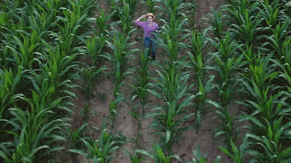 Farmer or an agronomist inspect a field of corn cobs. The concept of agricultural business