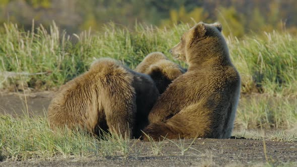 HD Mother and Cubs Lying on Ground