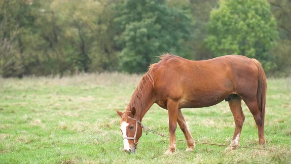 Beautiful Chestnut Horse Grazing in Summer Field