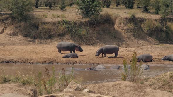 Male Hippos Attack Each Other During Mating Season On The Mara River In Africa