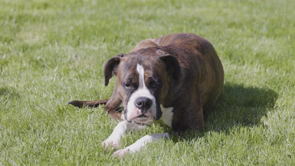 Adorable Boxer Dog Relaxing on Grass Outside