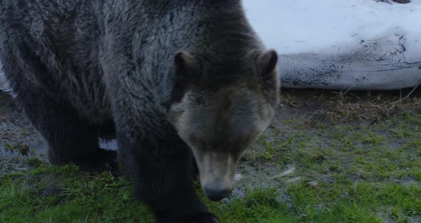 A large, brown grizzly bear nibbles on a piece of lettuce on a cold, winter's day