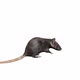 Rat Looped - VideoHive Item for Sale