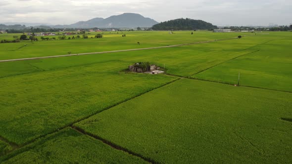 Abandoned house in the paddy field.