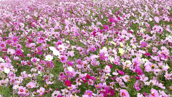 Cosmos flower field