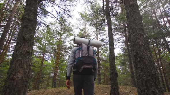 Pine forest, trekking.