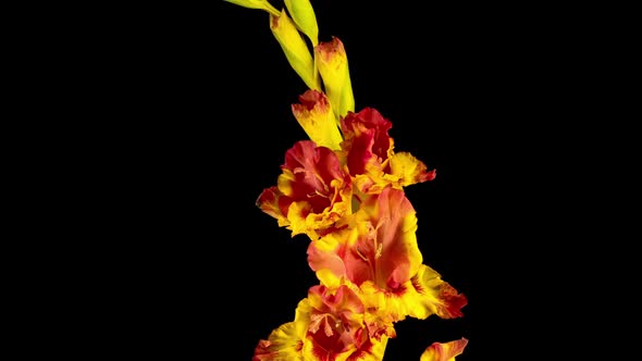 Time lapse of Opening Yellow Gladiolus Flower