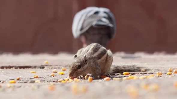 Indian Palm Squirrel or Threestriped Palm Squirrel Funambulus Palmarum