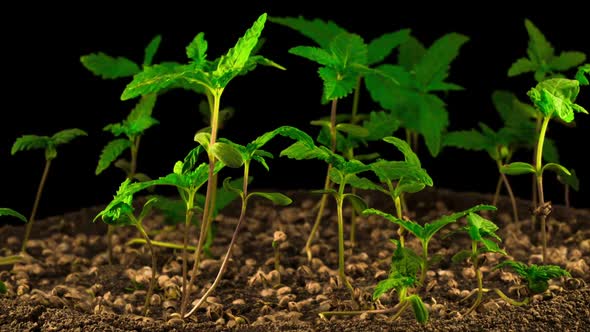 Marijuana Plant Growing