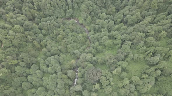 Mtirala National Park from drone, Adjara, Georgia. Flying over subtropical mountain forest