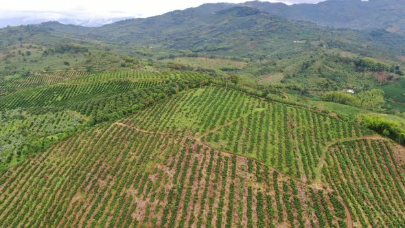 Lemon plantations in the Farm