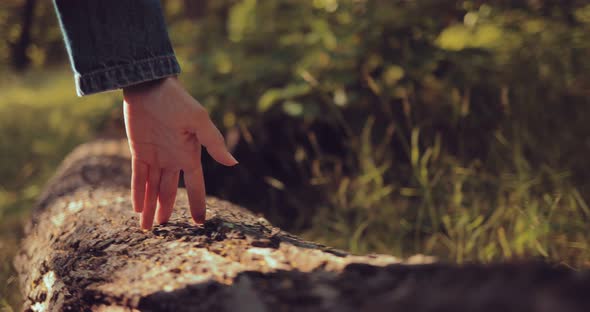 Girl Touches the Bark of the Tree. Tree in the Forest