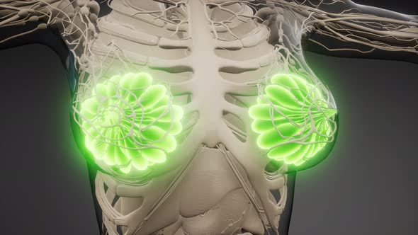 Medically Accurate Illustration of an Obese Womens Mammary Glands alt