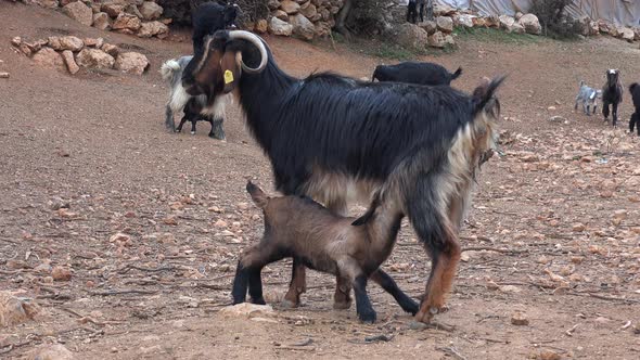Goat Cub Sucking His Mother