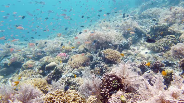 Coral Reef and Tropical Fish