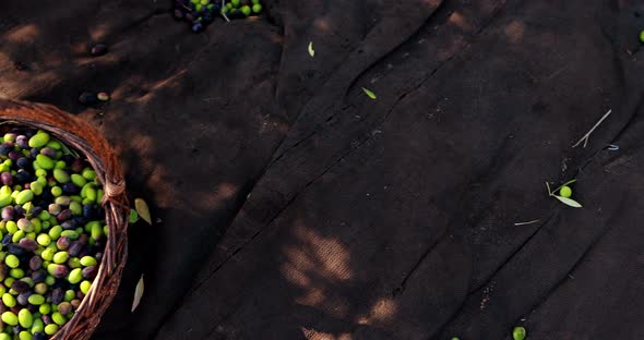 Close-up of fresh olives in basket 4k