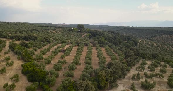 Olive field in Spain.