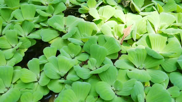 Water Lettuce in the River