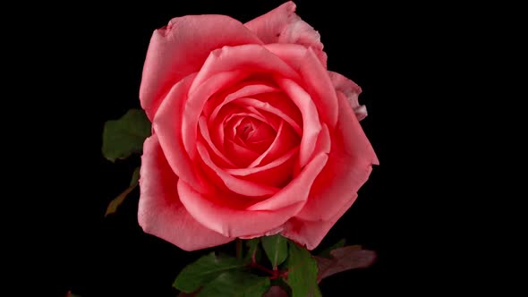 Beautiful Pink Rose on Black Background