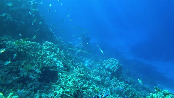 Bluespotted Cornetfish (Fistularia Commersonii)