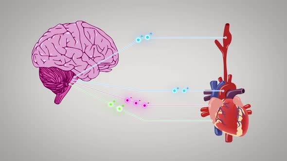 Human Body,heart,brain And Nervos System