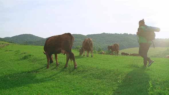 Male Tourist with a Backpack Walks Through a Pasture with Cows in the Mountains