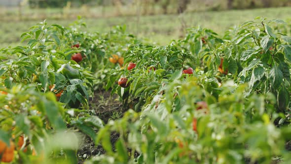 Red and Yellow Ripe Bell Peppers Hanging on the Plant After Rain