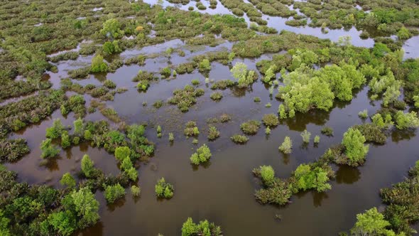 Aerial view birds fly at wetland